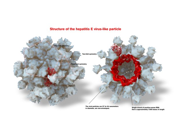 hepatitis-virus